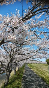 20190409園芸レク